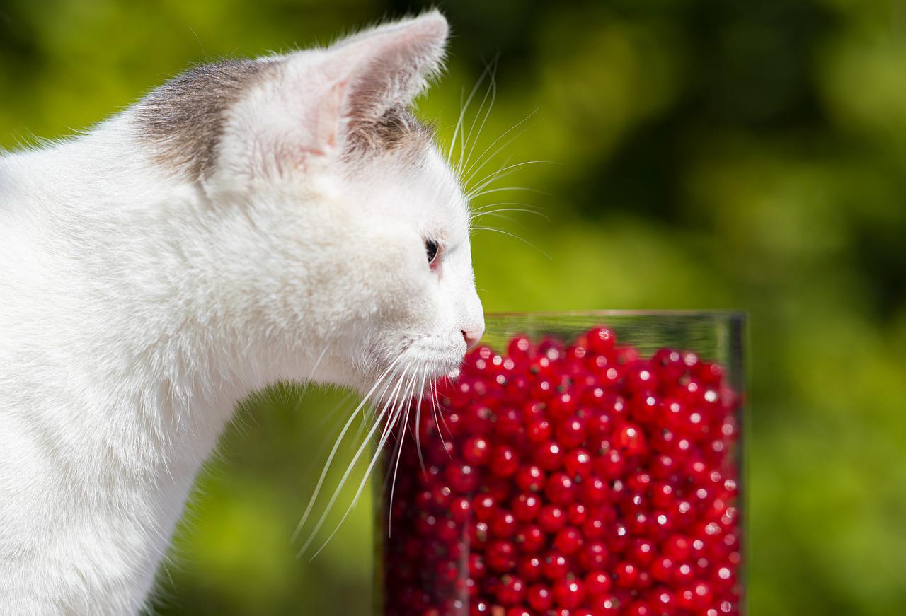 cat, pet, currants-6543002.jpg